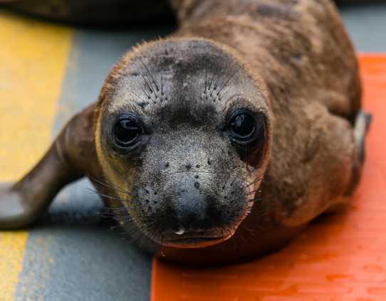 northern elephant seal pup Weasley with reddish fur visible