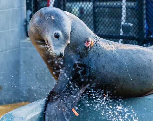 California sea lion Whistler