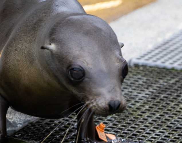 California sea lion Pipoca