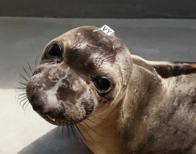 northern elephant seal Anya