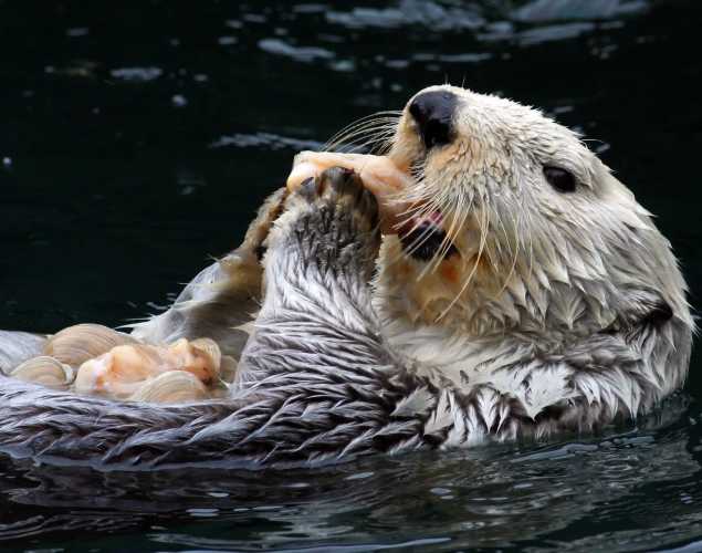 sea otter eating clams