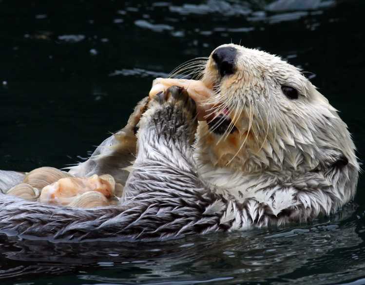 sea otter eating clams