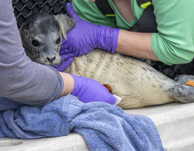 Two trained animal care volunteers hold a young seal pup while checking its umbilical cord.