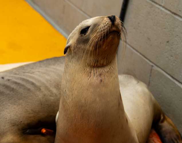California sea lion