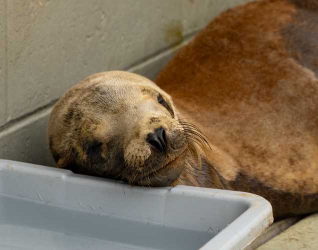 California sea lion Pho