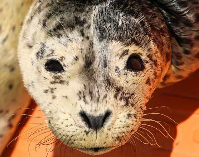 harbor seal Maww