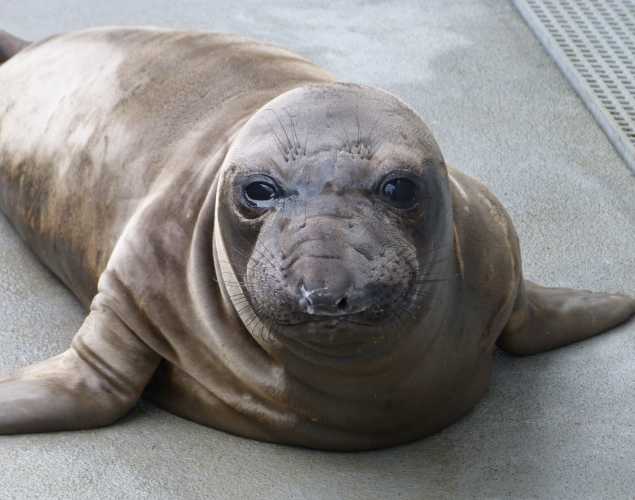 northern elephant seal Lonnie