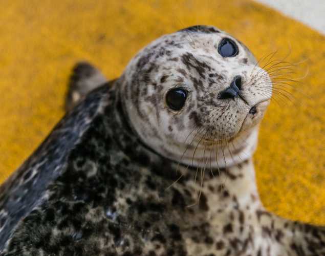 harbor seal pup