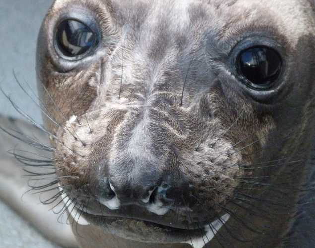 northern elephant seal Bianchi