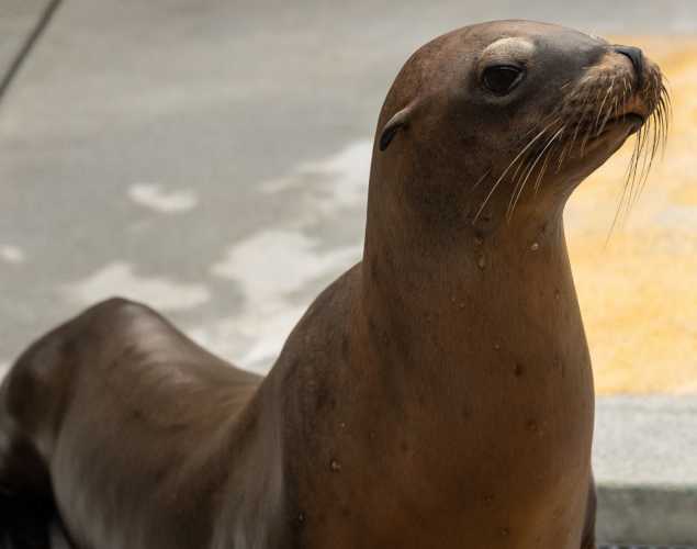 sea lion antron