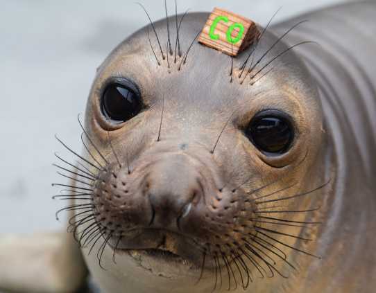 elephant seal pup Juanita