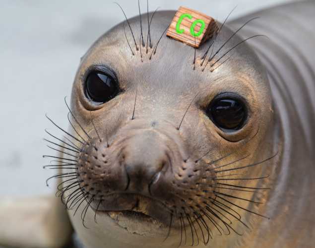 elephant seal pup Juanita
