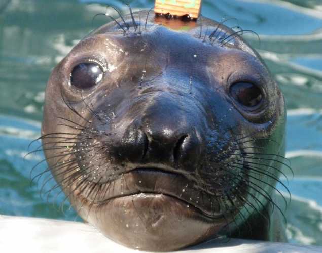 northern elephant seal Travis