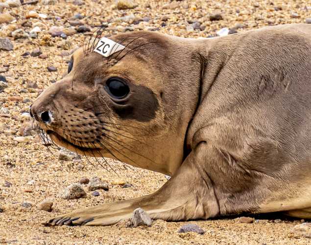 northern elephant seal Connection