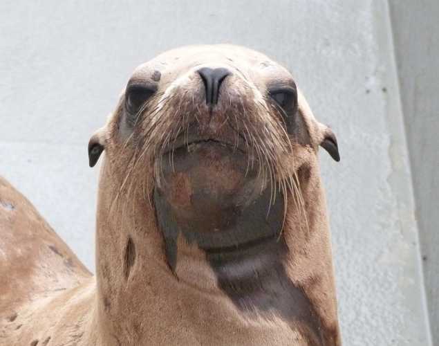 California sea lion Maeve