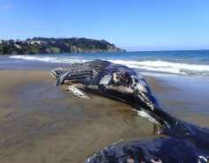 humpback whale on Baker Beach in San Francisco