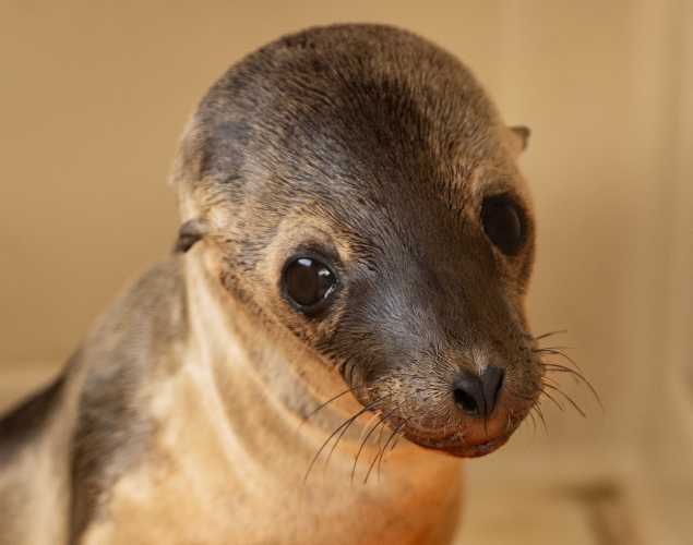 California sea lion Lotion