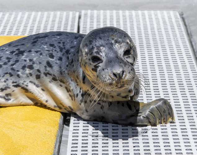 harbor seal Snapdragon
