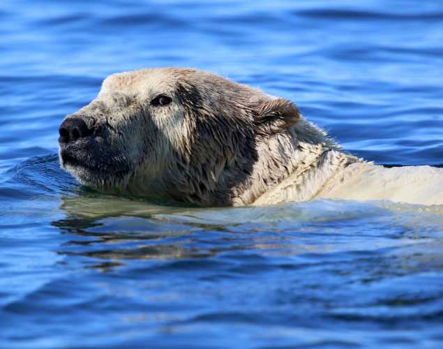 polar bear swimming