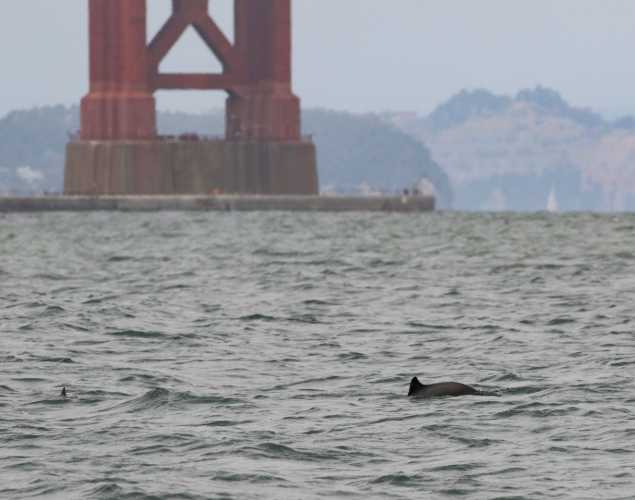 harbor porpoise surfacing with Golden Gate Bridge in the background