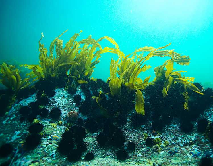An urchin barren overtakes small remains of kelp.