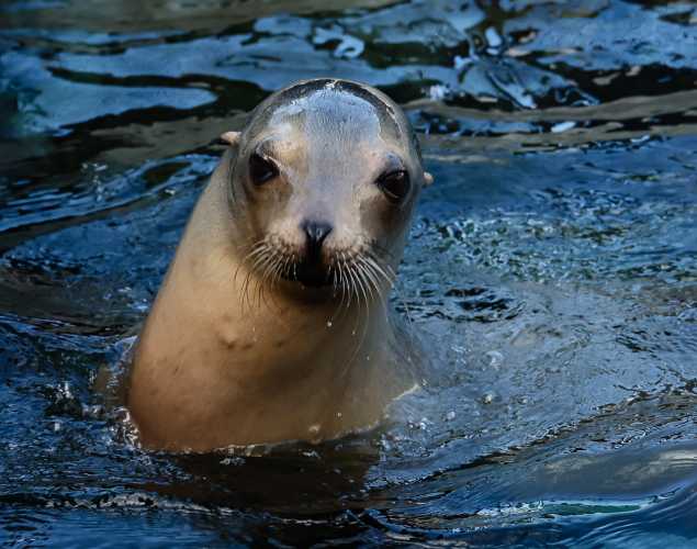 California sea lion Asha