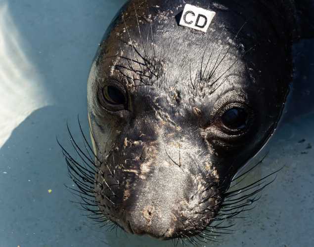 northern elephant seal Condor