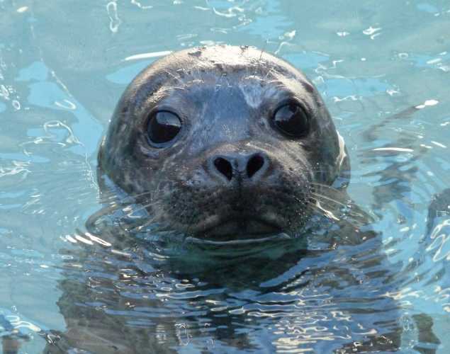 harbor seal Highlo