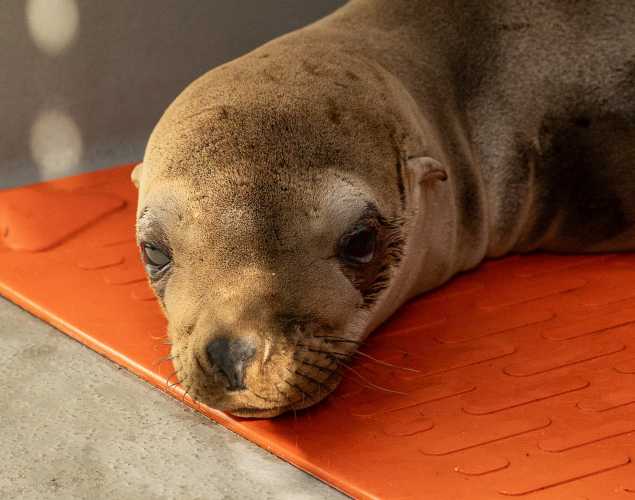 California sea lion Famous