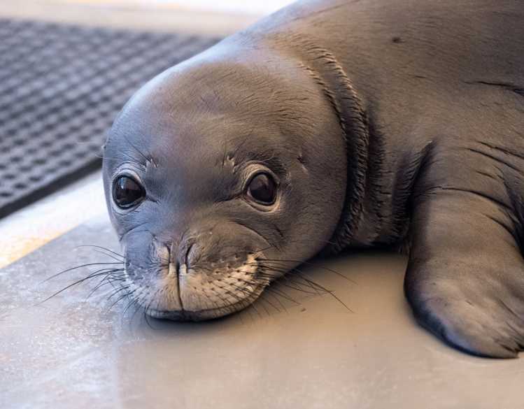 A rehabilitating Hawaiian monk seal pup on the pen floor.