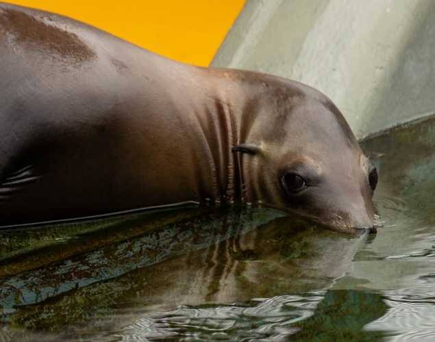 California sea lion Dottie