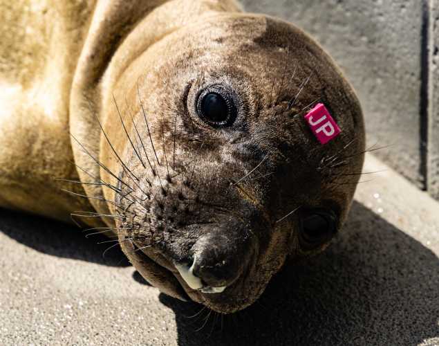 northern elephant seal Howdy