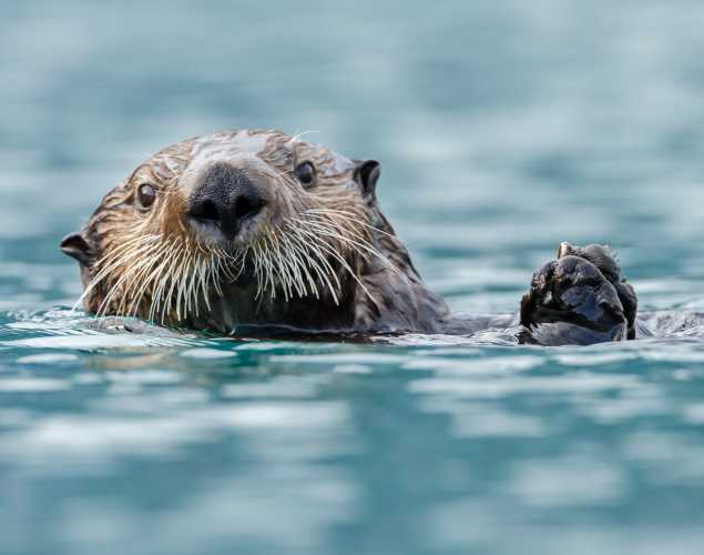 southern sea otter