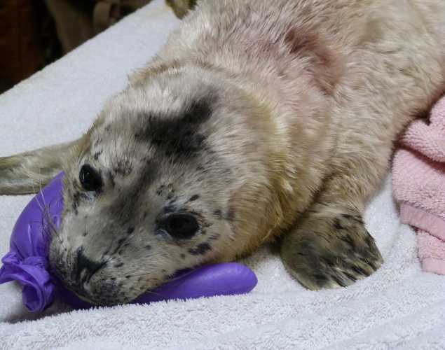 harbor seal Itsy