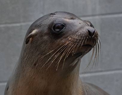 California sea lion, Kickstart