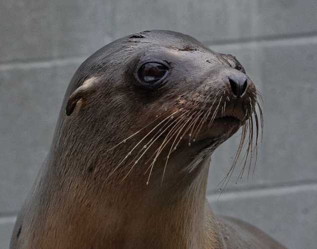 California sea lion, Kickstart