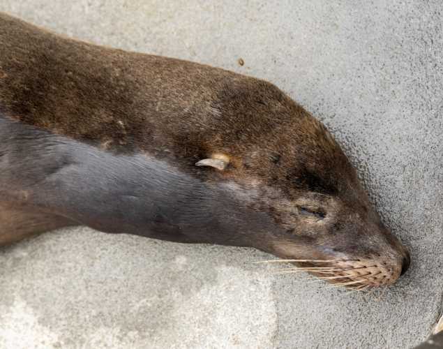 sea lion named regatta