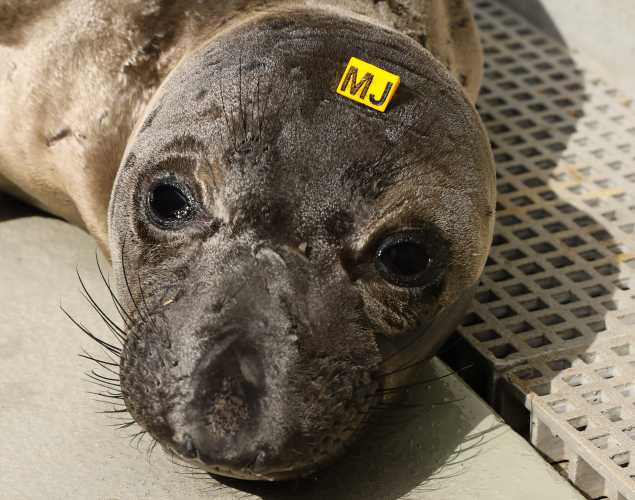 northern elephant seal Hopper