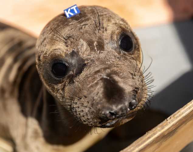 northern elephant seal Dundas
