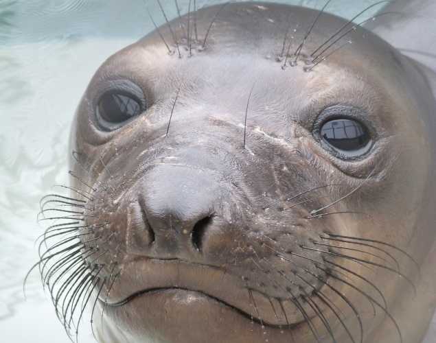 northern elephant seal Shania