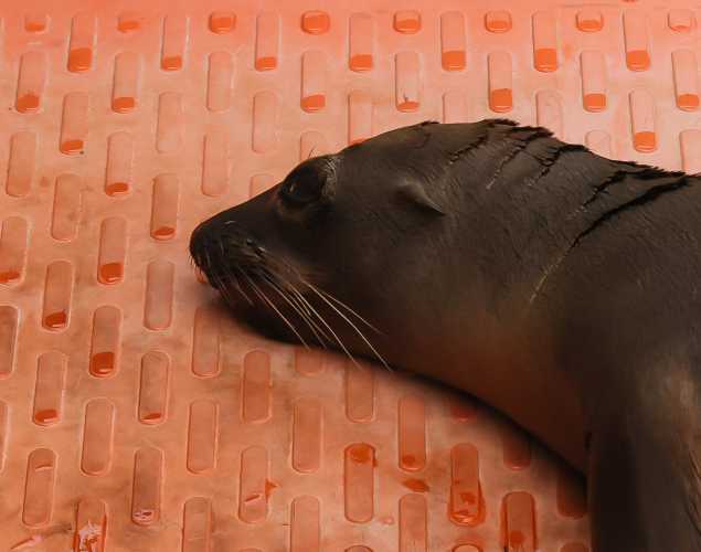 California sea lion Jamaica