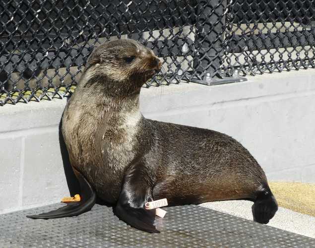 northern fur seal Krampus