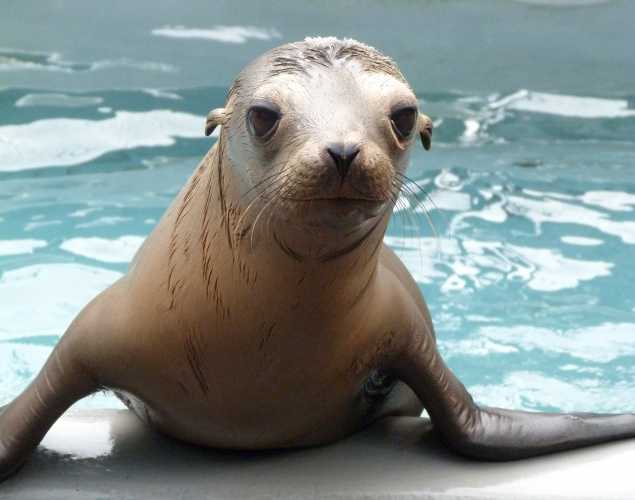 California sea lion Sunlight