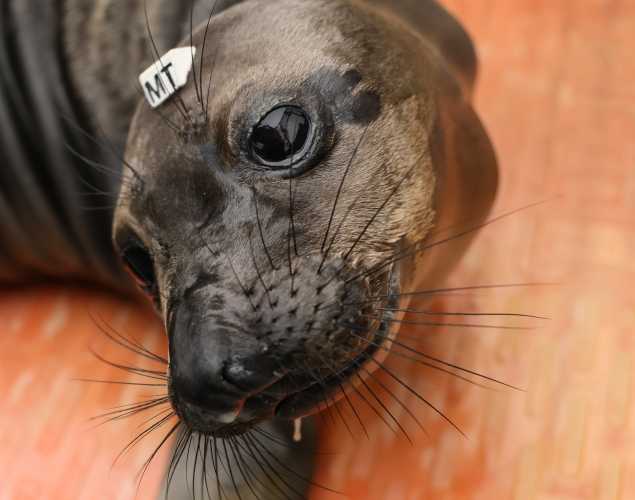 northern elephant seal Enoch