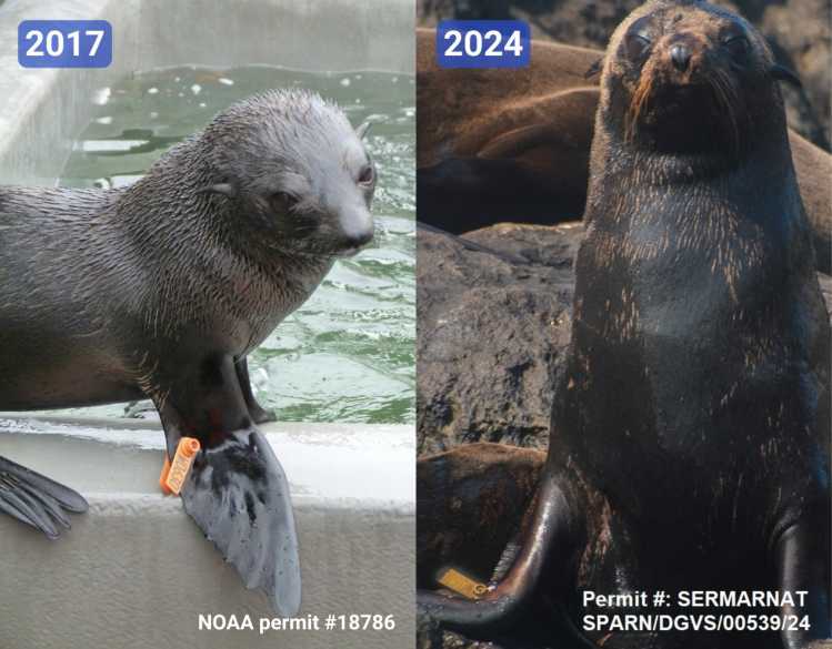Left (labeled 2017) shows a rehabilitating fur seal with a flipper tag. Right (labeled 2024) shows the tagged fur seal in the wild.