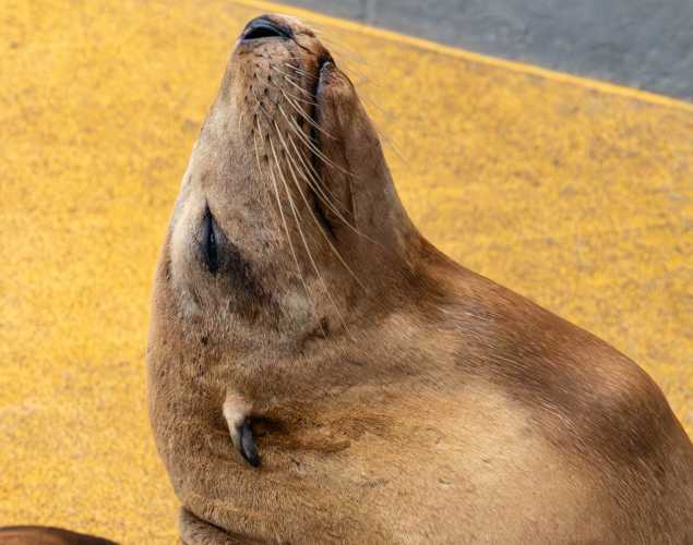 rhodium california sea lion