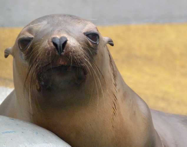 California sea lion Allebella