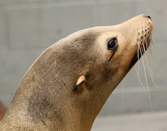 California sea lion Conejo