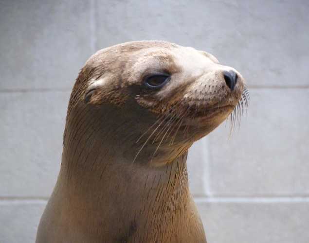 California sea lion Ming
