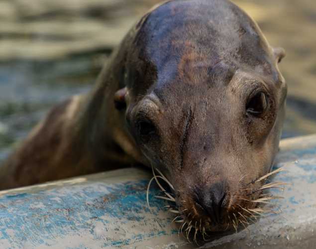 California sea lion Floatie